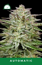 Pound Town Auto autofem (HmbS) (3 шт.)