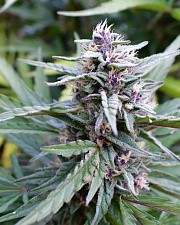 Hi-biscus fem (HmbS) (3 шт.)