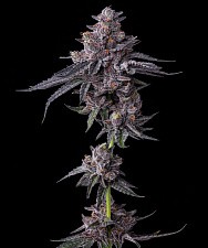 Zillions fem (Brn) (1 шт.)