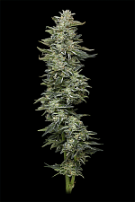 Nutter Budder fem (HmbS) (5 шт.)