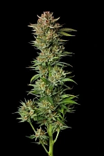 Tropicana Cookies FF (FsBd) (3 шт.)