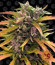 Gorilla Glue Auto autofem (Brn) (10 шт.)