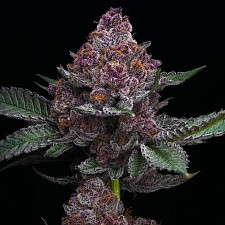 Cherry Poppers fem (Brn) (5 шт.)