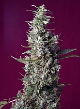 Sweet Cherry Pie fem (SwS) (5+2 шт.)