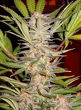 S.A.D. Sweet Afgani Delicious S1 fem (SwS) (25 шт.)