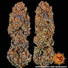 Runtz x Layer Cake fem (Brn) (10 шт.)
