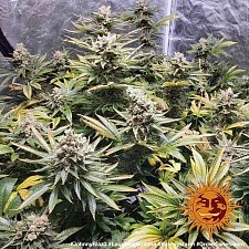 Laughing Buddha fem (Brn) (1 шт.)