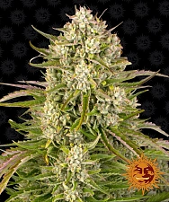 Wedding Cake Auto autofem (Brn) (1 шт. уцінка 22-23 рік)