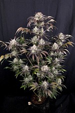 Frostbanger Auto autofem (FsBd) (1 шт.)