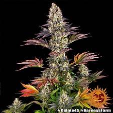 Gelato #45 fem (Brn) (1 шт.)