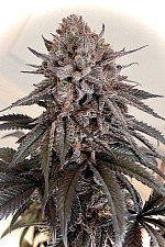 Papaya Sherbet fem (FsBd) (1 шт.)