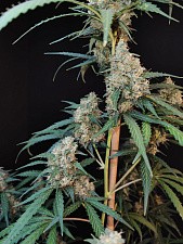 Original Auto Cheese autofem (FsBd) (5 шт.)