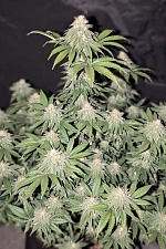 Lemonpaya fem (FsBd) (3 шт.)