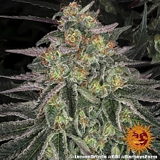 Lemon Drizzle fem (Brn) (10 шт.)