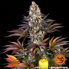 Gelato #45 fem (Brn) (10 шт.)