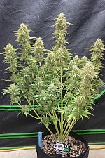 Original Auto Moby Dick autofem (FsBd) (1 шт.)
