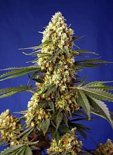 Strawberry Banana Gelato XL Auto autofem (SwS) (25 шт.)