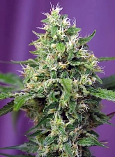 Sweet Amnesia Haze XL Auto autofem (SwS) (25 шт.)