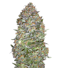 Auto Diesel genetics autofem (IZI) (5+2 шт.)