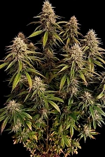 Gorilla Melon fem (FsBd) (5 шт.)