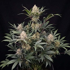 Guava Runtz Auto autofem (FsBd) (10 шт.)