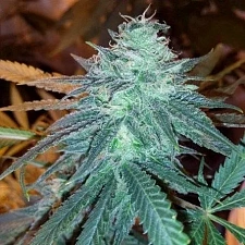 Cheese fem (Brn) (3 шт. уцінка 22-23 рік)