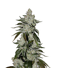 Auto Scout Cookies genetics autofem (IZI) (3+1 шт.)