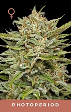 OG Kush fem (HmbS) (5 шт.)
