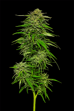 Mango Sherbert fem (HmbS) (3 шт.)