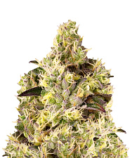 Auto Gelato genetics autofem (IZI) (3+1 шт.)