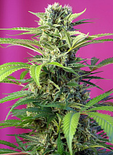 Chem Beyond Diesel® C.B.D. fem (SwS) (3+1 шт.)