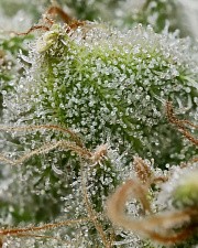 Bruce Banner fem (Brn) (1 шт.)
