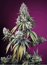 Jealousy Z XL Auto autofem (SwS) (25 шт.)