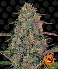 Pineapple Chunk fem (Brn) (10 шт.)
