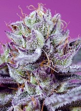 Diablo’s Delight XL Auto autofem (SwS) (5+2 шт.)