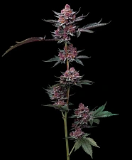 Cherry Poppers fem (Brn) (1 шт.)