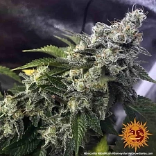 Moby Dick fem (Brn) (1 шт. уцінка 22-23 рік)