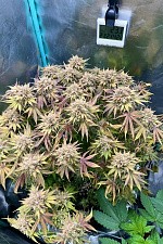 Lemon Mandarin fem (FsBd) (5 шт.)