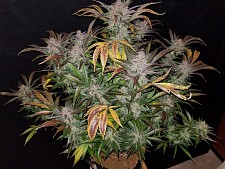 Cream Cookies autofem (FsBd)  (5 шт.)