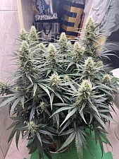 Original Auto White Widow autofem (FsBd) (3 шт.)