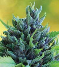 Humboldt Dream Auto autofem (HmbS) (3 шт.)