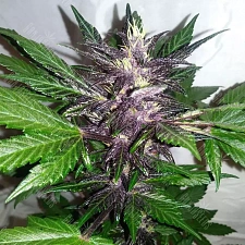 Auto Purple Punch feminised Ganja Seeds  (2 шт.)