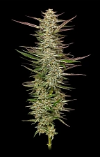 Gazzurple fem (HmbS) (5 шт.)