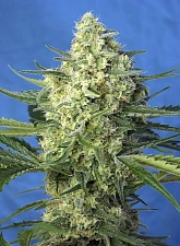 Jack 47 XL Auto autofem (SwS) (25 шт.)