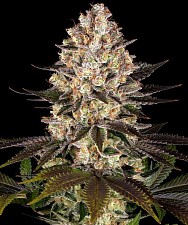 Hindu Kush fem (Brn) (10 шт.)