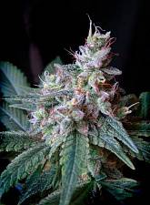 Cream Caramel fem (SwS) (5+2 шт.)