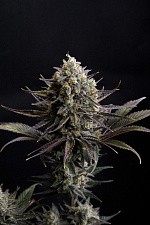 GG4 Sherbet FF (FsBd) (3 шт.)