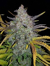 Rhino Ryder autofem (FsBd) (10 шт.)