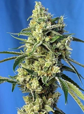 Sweet Amnesia Haze® fem (SwS) (25 шт.)