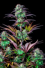 Original Auto Blueberry autofem (FsBd) (1 шт.)